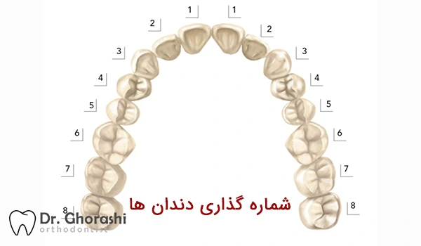 عکس شماره گذاری دندان‌ها